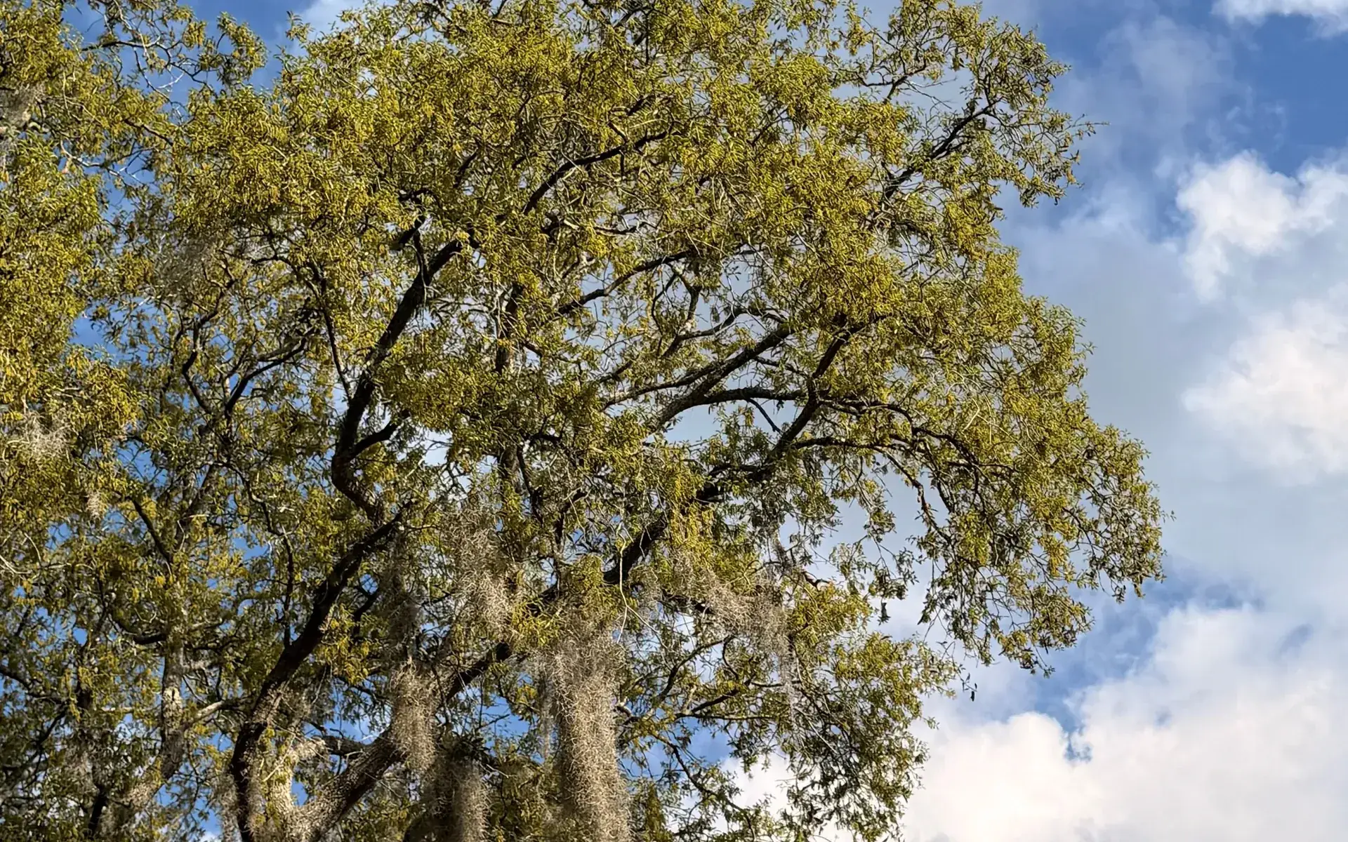 Live oaks draped in Spanish moss under a blue Mississippi Gulf Coast sky
